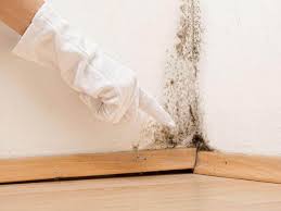 Trusted Medina, TX Mold Prevention & Removal  Experts